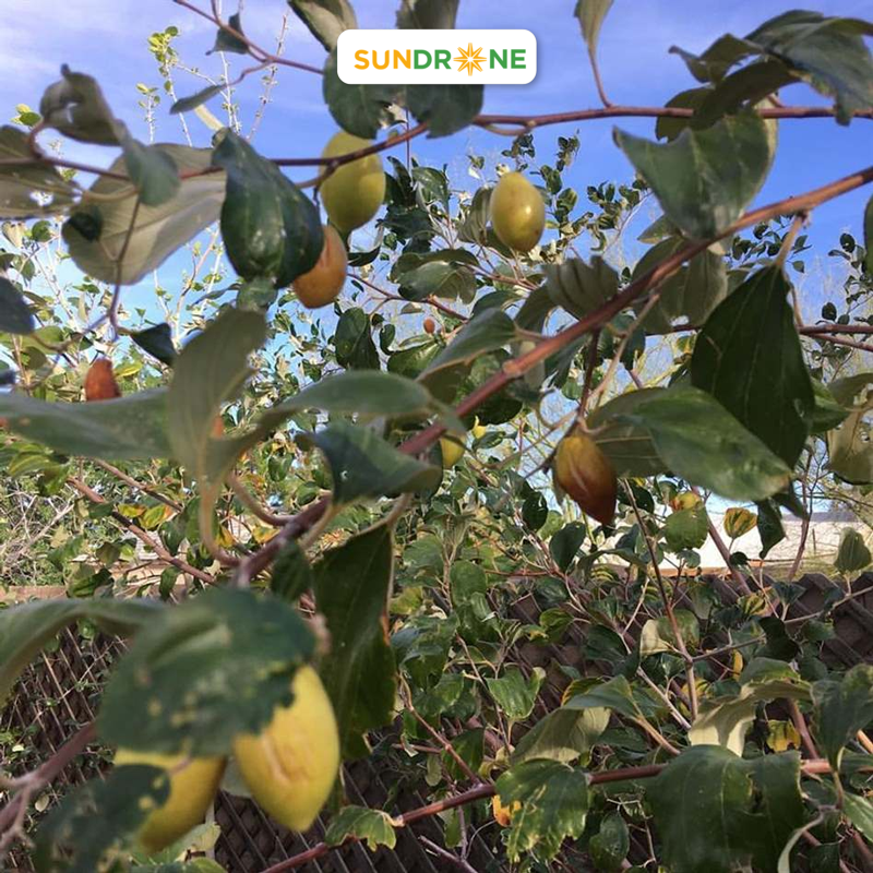 A tree with fruit growing on itDescription automatically generated with low confidence