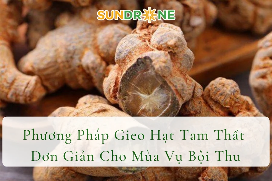 Phương Pháp Gieo Hạt Tam Thất Đơn Giản Cho Mùa Vụ Bội Thu