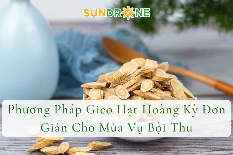 Phương Pháp Gieo Hạt Hoàng Kỳ Đơn Giản Cho Mùa Vụ Bội Thu