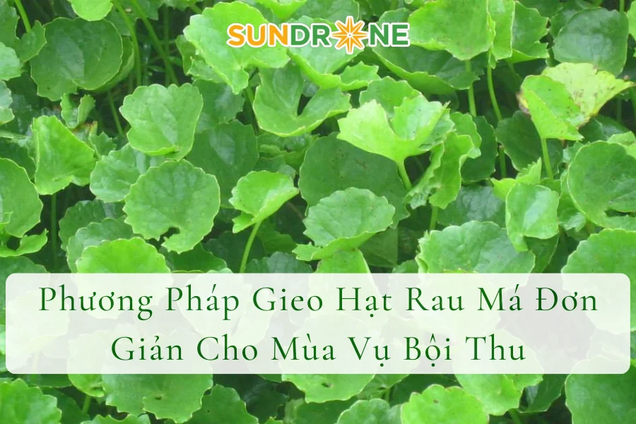 Phương Pháp Gieo Hạt Rau Má Đơn Giản Cho Mùa Vụ Bội Thu