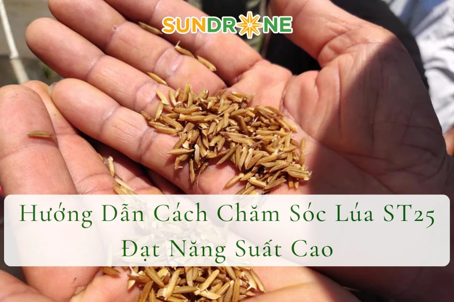 Hướng Dẫn Cách Chăm Sóc Lúa ST25 Đạt Năng Suất Cao