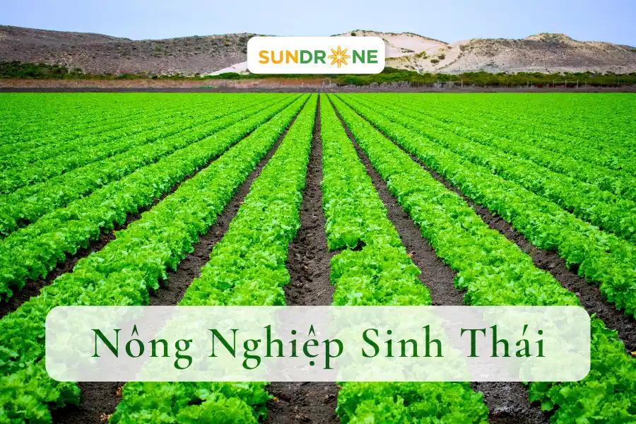 Nông Nghiệp Sinh Thái Là Gì? Mô Hình Này Đem Lại Lợi Ích Gì