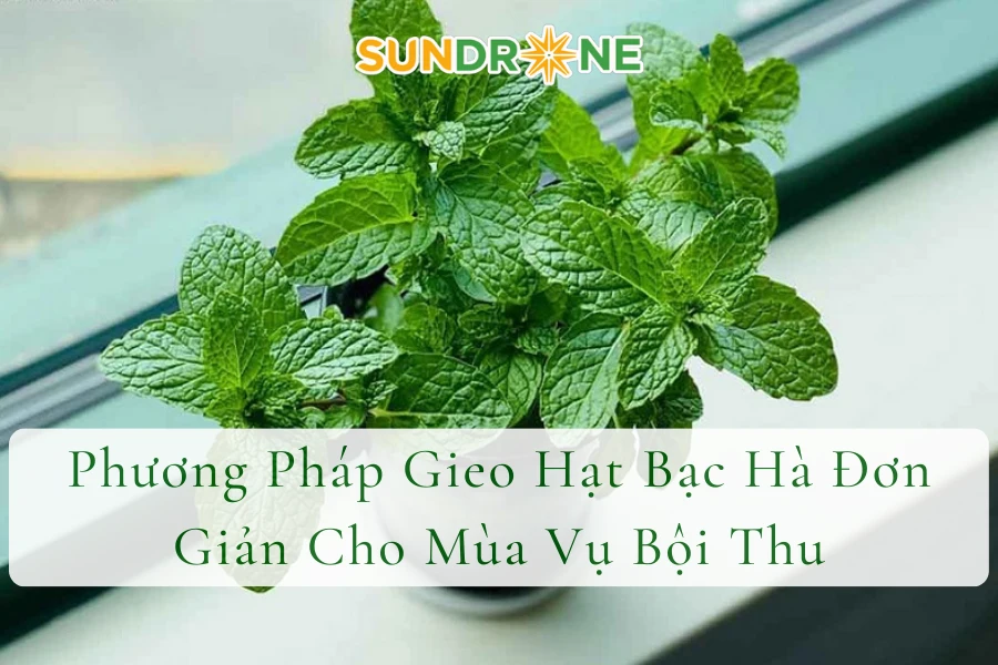 Phương Pháp Gieo Hạt Bạc Hà Đơn Giản Cho Mùa Vụ Bội Thu