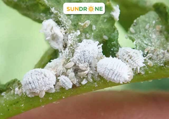 sâu bệnh hại nhãn