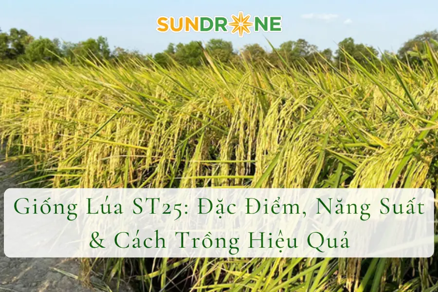 Giống Lúa ST25: Đặc Điểm, Năng Suất & Cách Trồng Hiệu Quả
