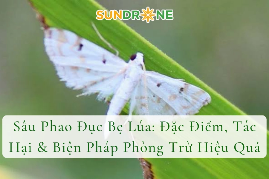 Sâu Phao Đục Bẹ Lúa: Đặc Điểm, Tác Hại & Biện Pháp Phòng Trừ Hiệu Quả
