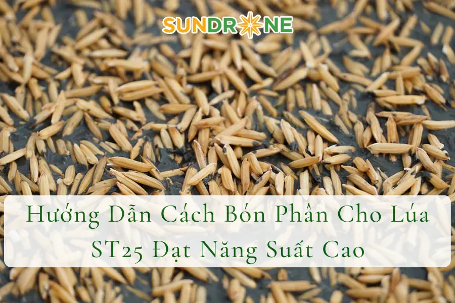Hướng Dẫn Cách Bón Phân Cho Lúa ST25 Đạt Năng Suất Cao