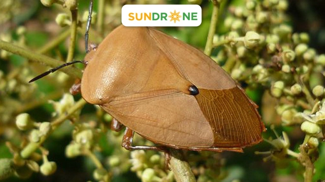 sâu bệnh hại nhãn