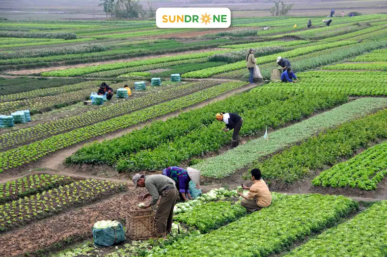 Nông sản hữu cơ