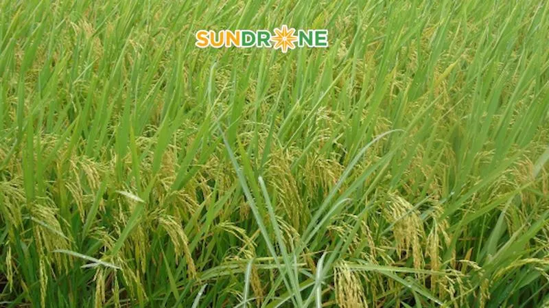 đặc điểm giống lúa st25