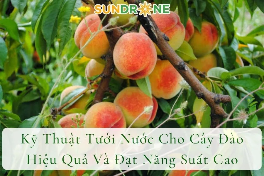 Kỹ Thuật Tưới Nước Cho Cây Đào Hiệu Quả Và Đạt Năng Suất Cao