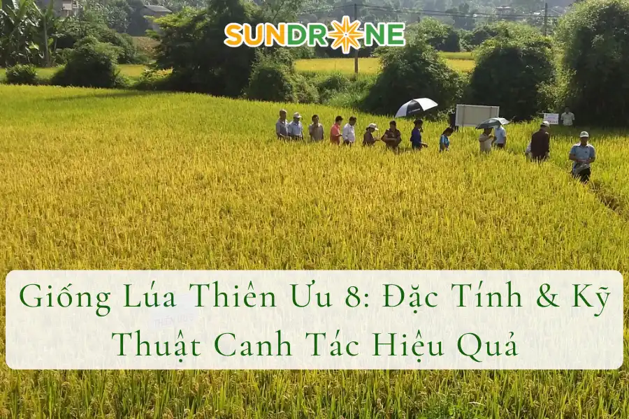 Giống Lúa Thiên Ưu 8: Đặc Tính & Kỹ Thuật Canh Tác Hiệu Quả