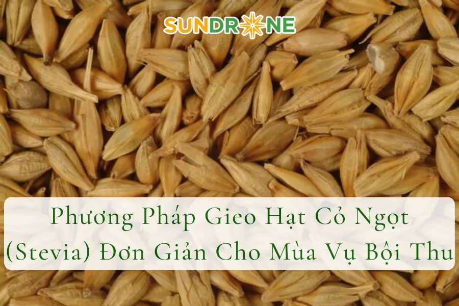 Phương Pháp Gieo Hạt Cỏ Ngọt (Stevia) Đơn Giản Cho Mùa Vụ Bội Thu
