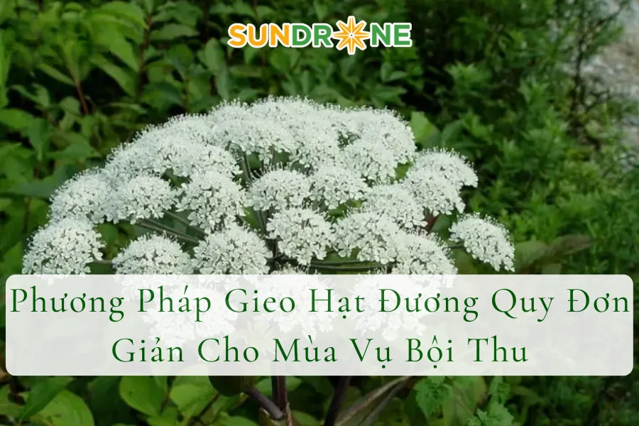 Phương Pháp Gieo Hạt Đương Quy Đơn Giản Cho Mùa Vụ Bội Thu