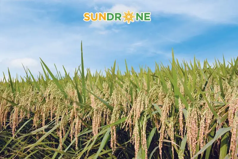 giống lúa thiên ưu 8