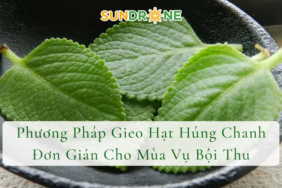 Phương Pháp Gieo Hạt Húng Chanh Đơn Giản Cho Mùa Vụ Bội Thu