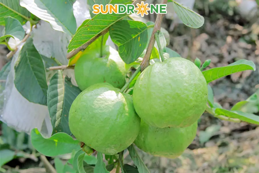 Thời điểm phun thuốc cho cây ổi