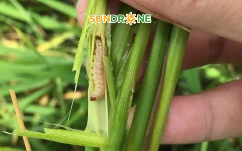 sâu phao đục bẹ