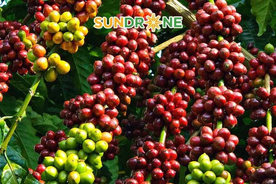 bệnh nấm hồng trên cây cà phê