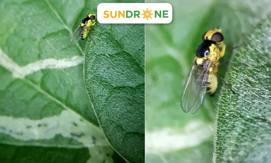 sâu bệnh hại cà chua