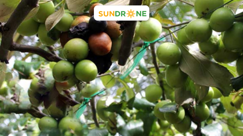 A close-up of some grapesDescription automatically generated with low confidence