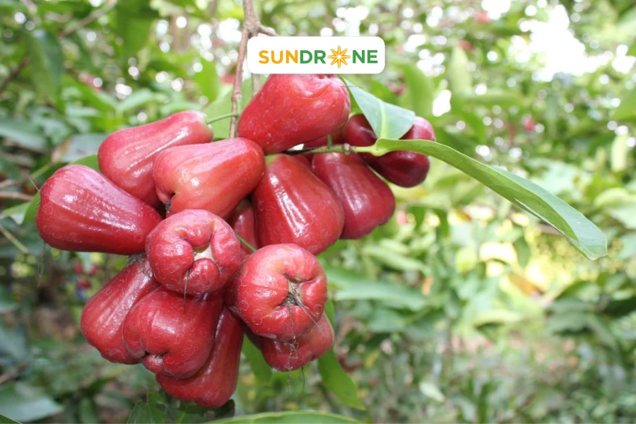 Cách Phòng Trừ Sâu Bệnh Hại Cây Mận Đơn Giản, Hiệu Quả