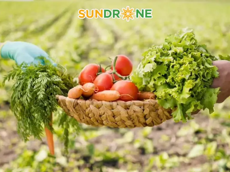 Tiêu chuẩn và chứng nhận nông nghiệp hữu cơ tại Việt Nam & quốc tế