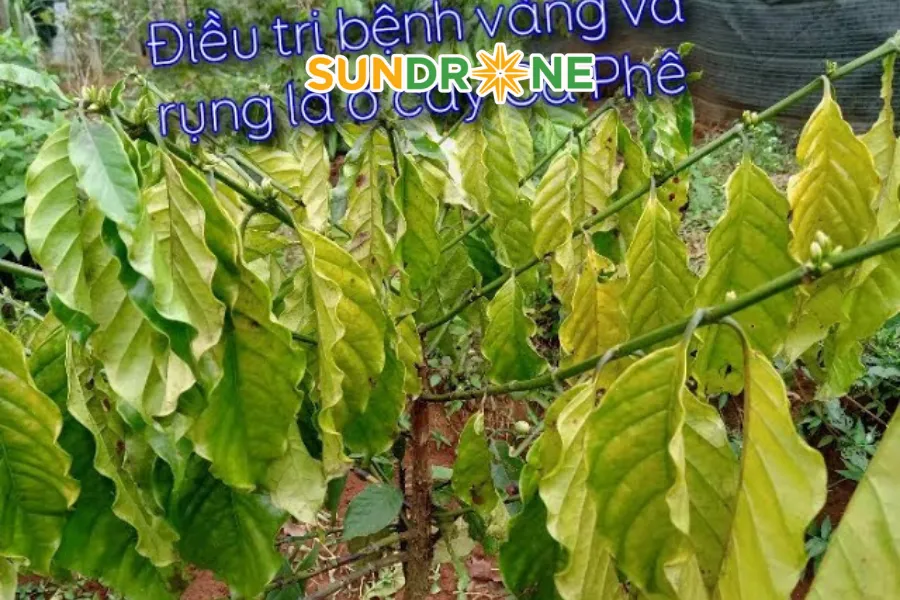 bệnh vàng lá trên cây cà phê