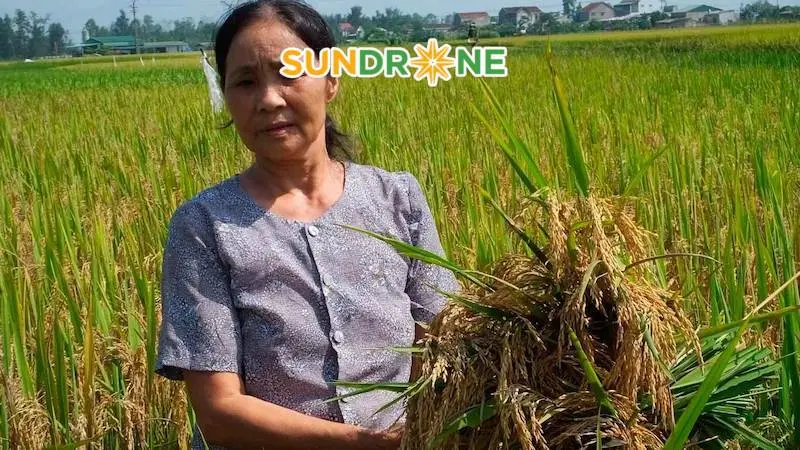 giống lúa thiên ưu 8