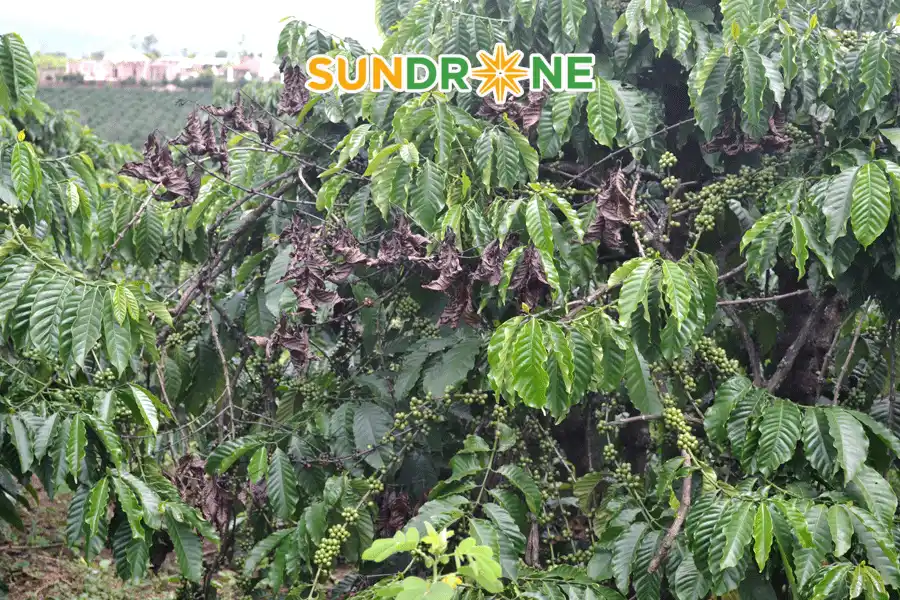bệnh nấm hồng trên cây cà phê
