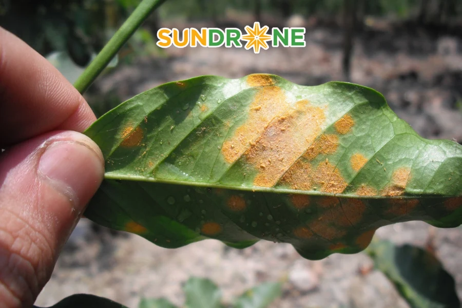 bệnh rỉ sắt trên cây cà phê