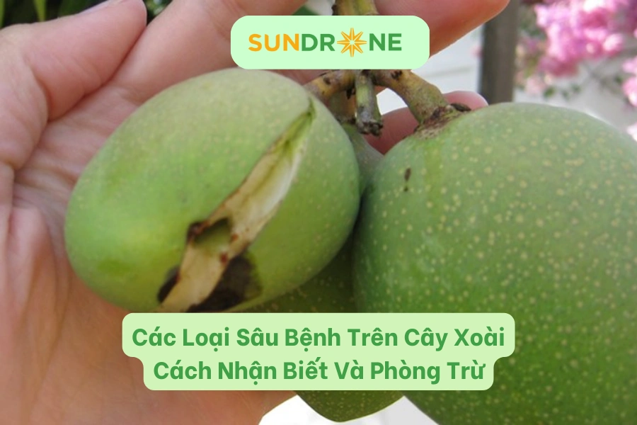 Tổng Hợp Các Loại Sâu Bệnh Trên Cây Xoài Và Cách Trị Triệt Để
