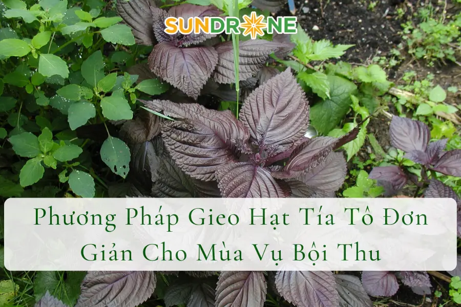 Phương Pháp Gieo Hạt Tía Tô Đơn Giản Cho Mùa Vụ Bội Thu