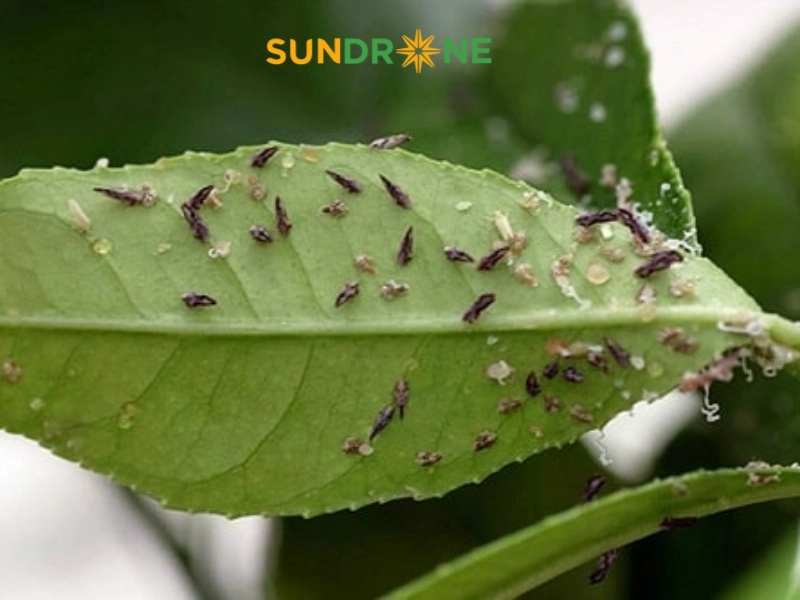 Cách phòng trừ và quản lý rầy chổng cánh hiệu quả