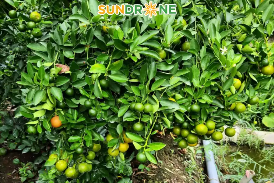 Kiểm tra vườn chanh và xác định sâu bệnh