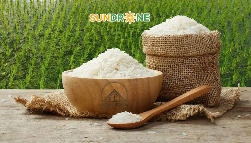đặc điểm giống lúa st25