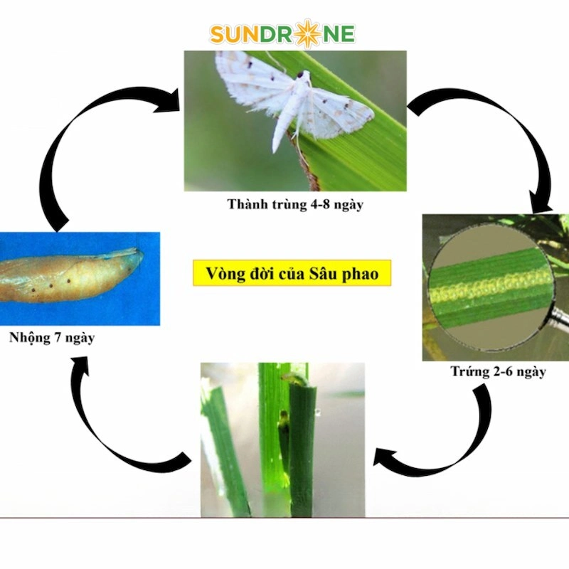 sâu phao đục bẹ