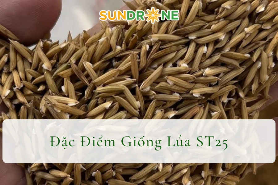Đặc Điểm Giống Lúa ST25