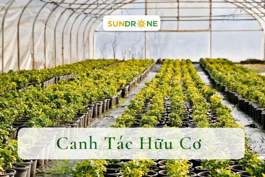 Tìm Hiểu Kỹ Thuật Canh Tác Hữu Cơ An Toàn, Hiệu Quả