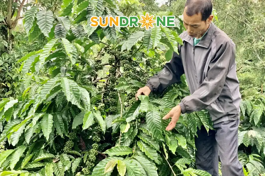 bệnh rỉ sắt trên cây cà phê