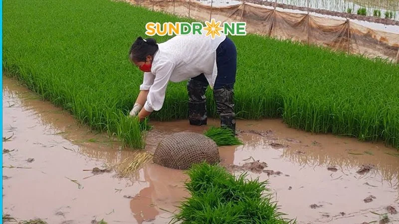 kỹ thuật canh tác giống lúa st 25
