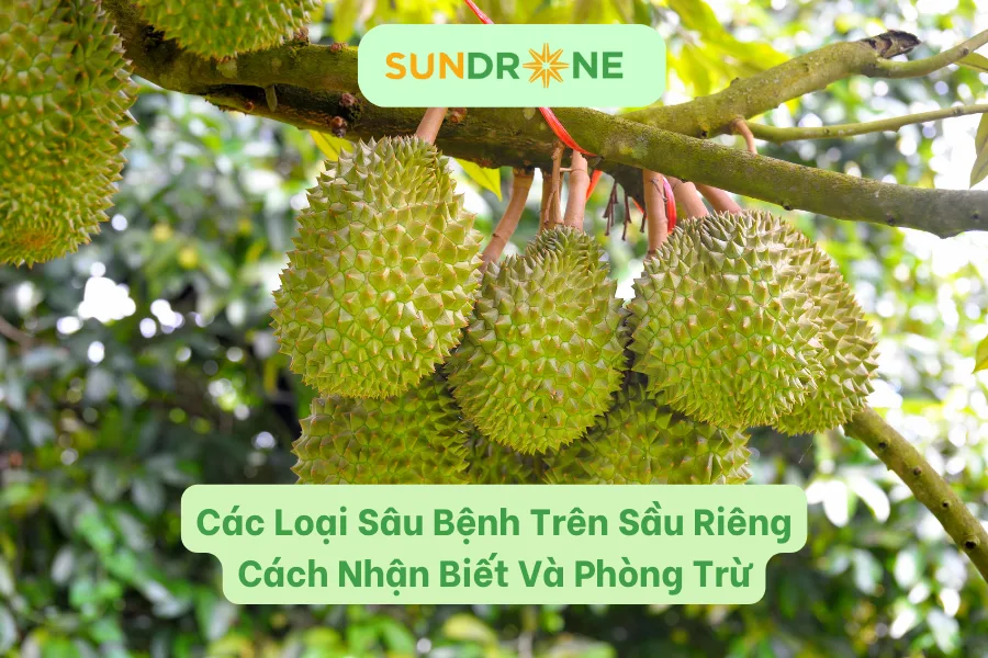 Các Bệnh Thường Gặp Trên Cây Sầu Riêng Và Dấu Hiệu Nhận Biết