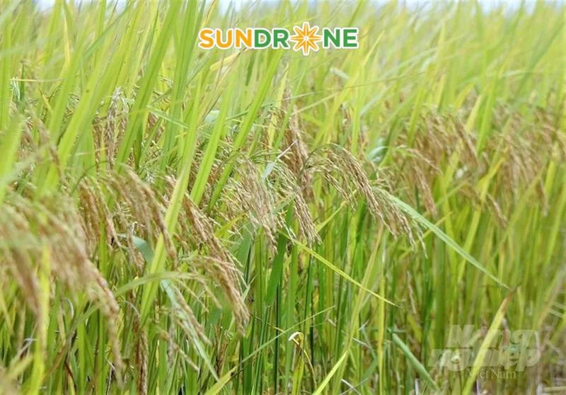 giống lúa thiên ưu 8