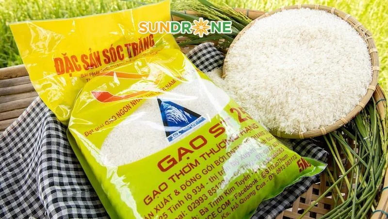 đặc điểm giống lúa st25