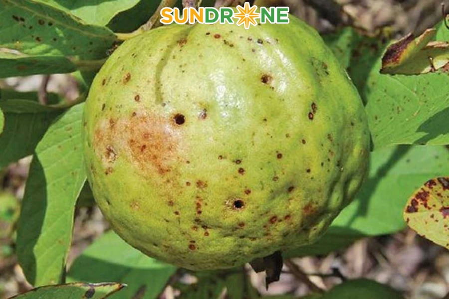 bệnh trên cây ổi