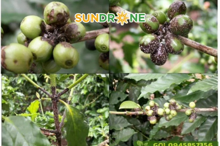 bệnh nấm hồng trên cây cà phê