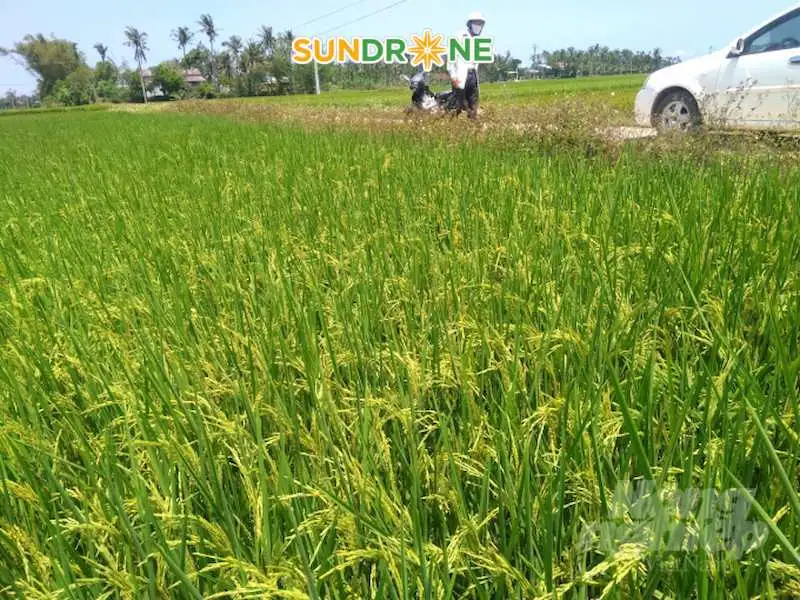 kỹ thuật canh tác giống lúa st 25