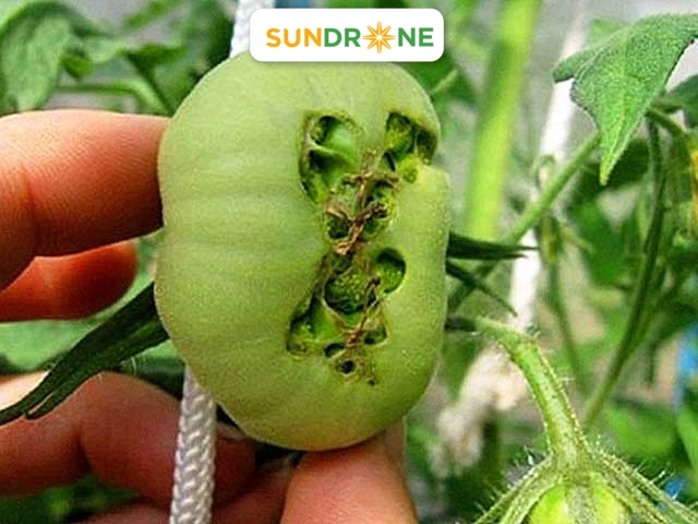 sâu bệnh hại cà chua