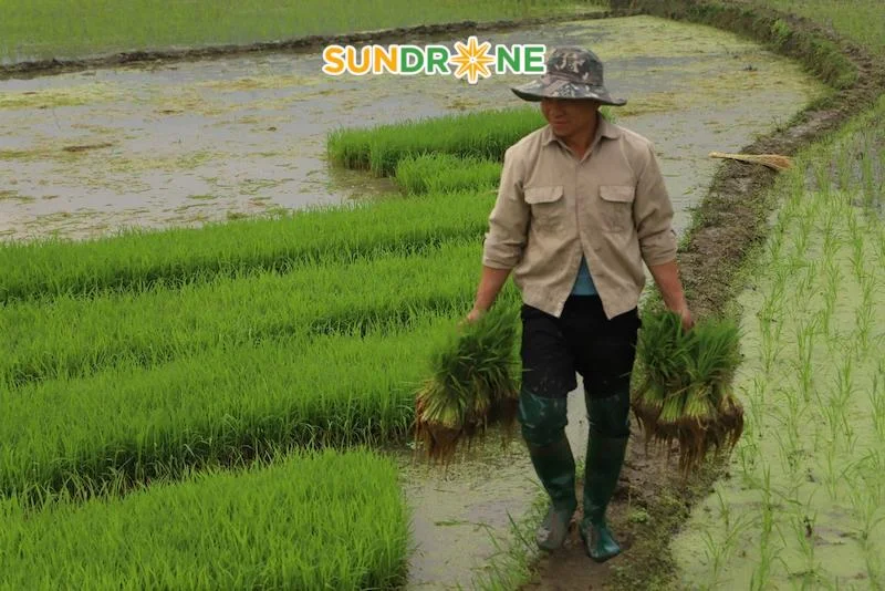 kỹ thuật canh tác giống lúa st 25
