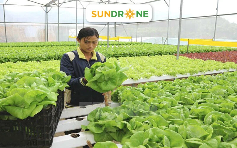 Canh tác hữu cơ